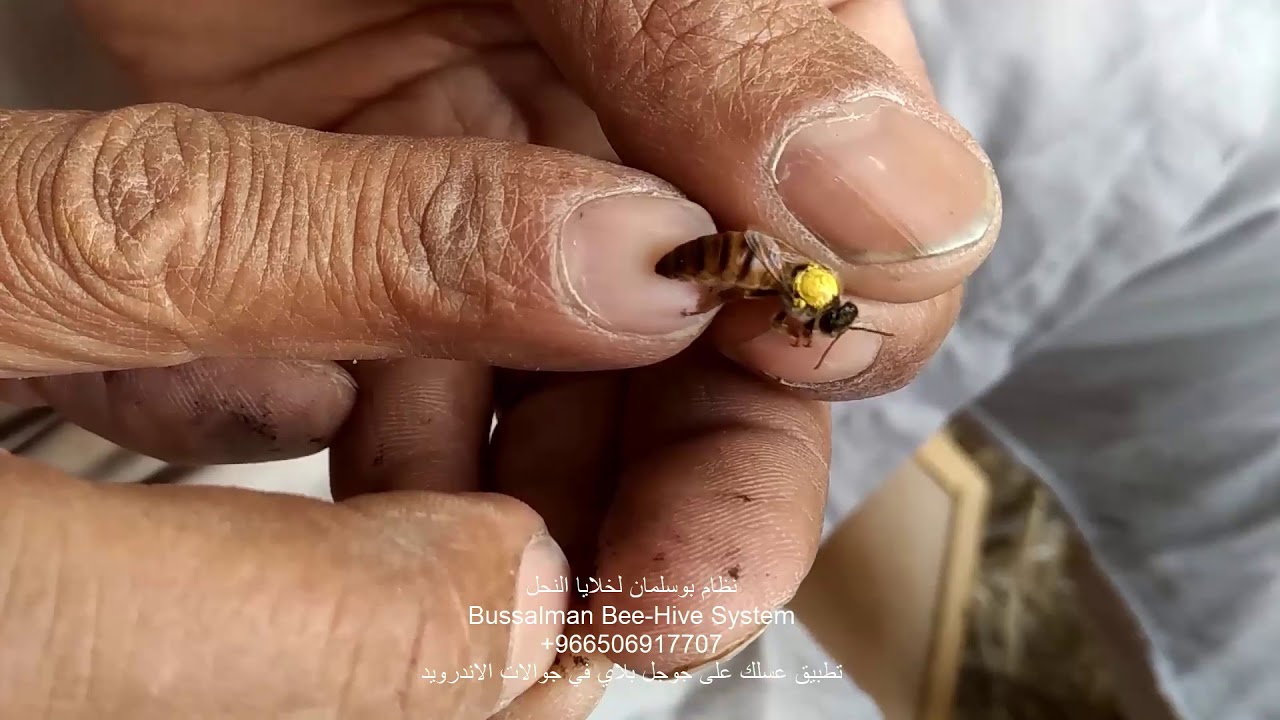 مع ابوسلمان قص جنحان الملكات والنحل البلدي الاصيل