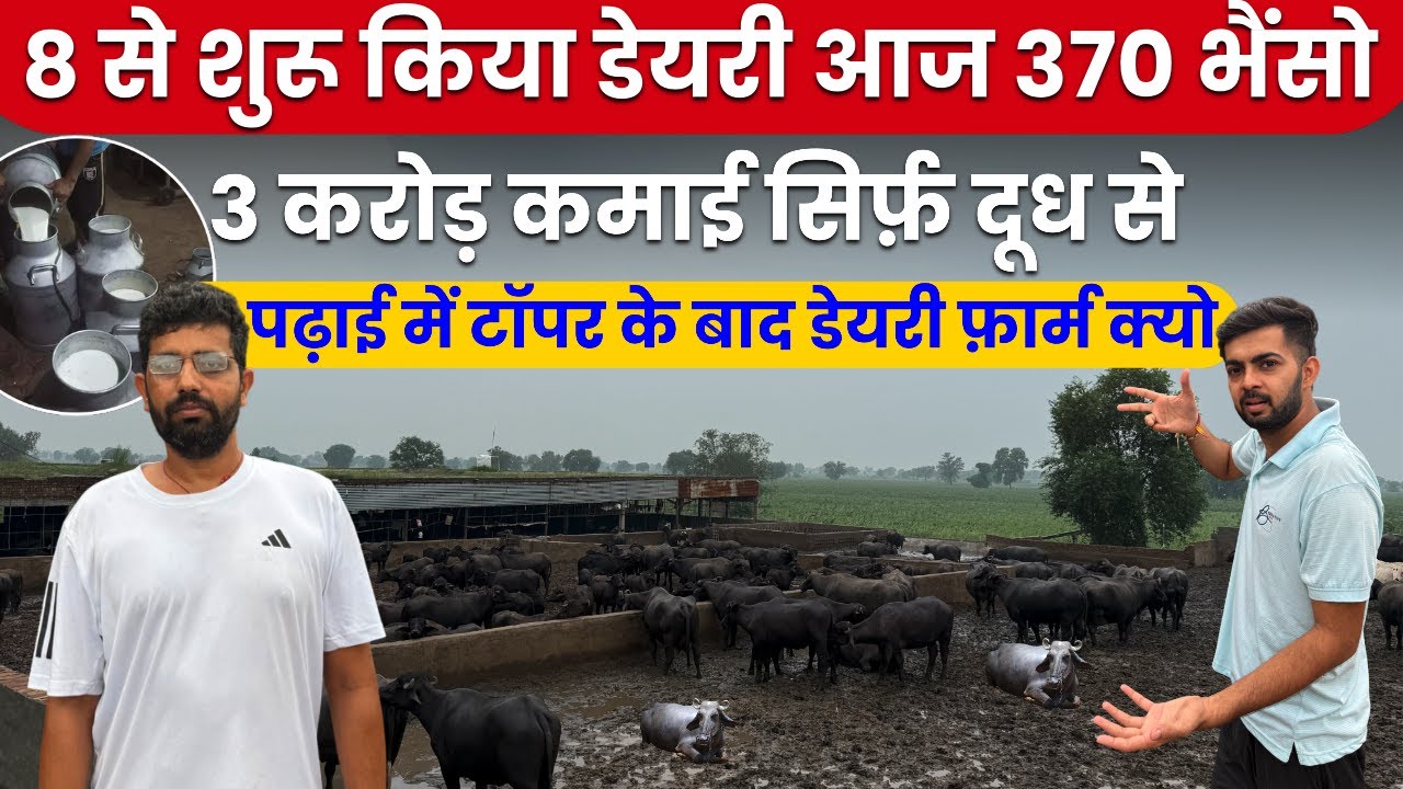 370Murrah भैंसों की DairyFarm से करोड़ो कमाई,Low बजट Dairy कैसे करे Start,DairyFarm Business 