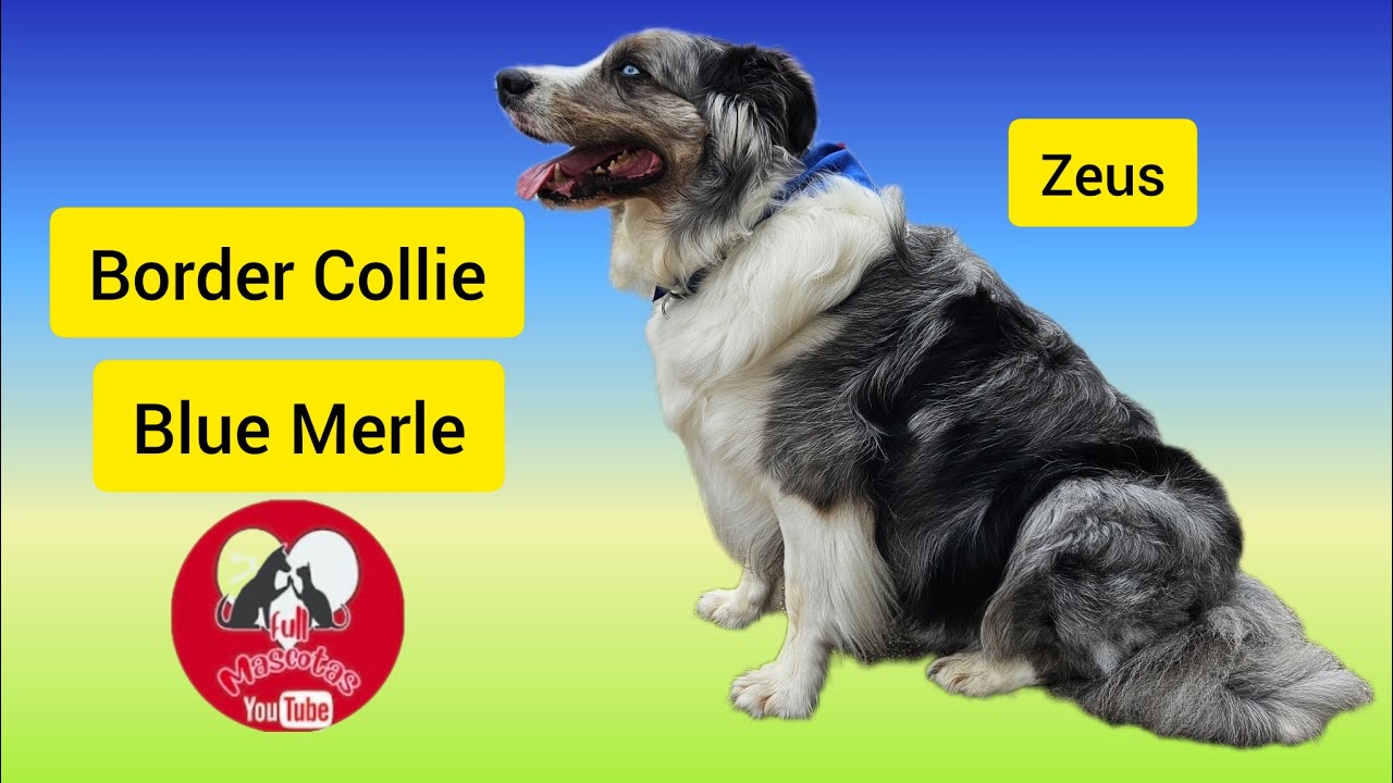 Border Collie Blue Merle,características