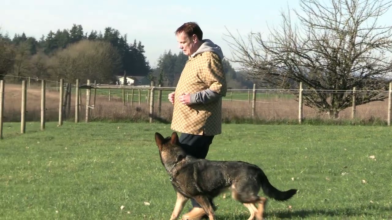 Correct and Joyful Obedience! Kraftwork K9 Pro German Shepherds
