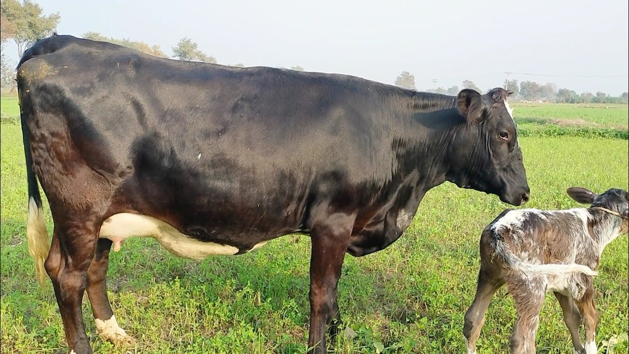 top class friesian cross cow for sale in Pakistan 02/12/2024