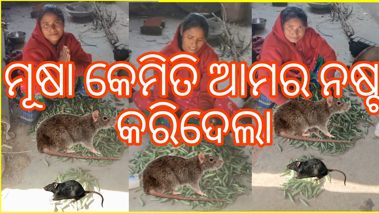 ମୂଷା କେମିତି ଆମର ନଷ୍ଟ କରିଦେଲା || village girl vlog 24 