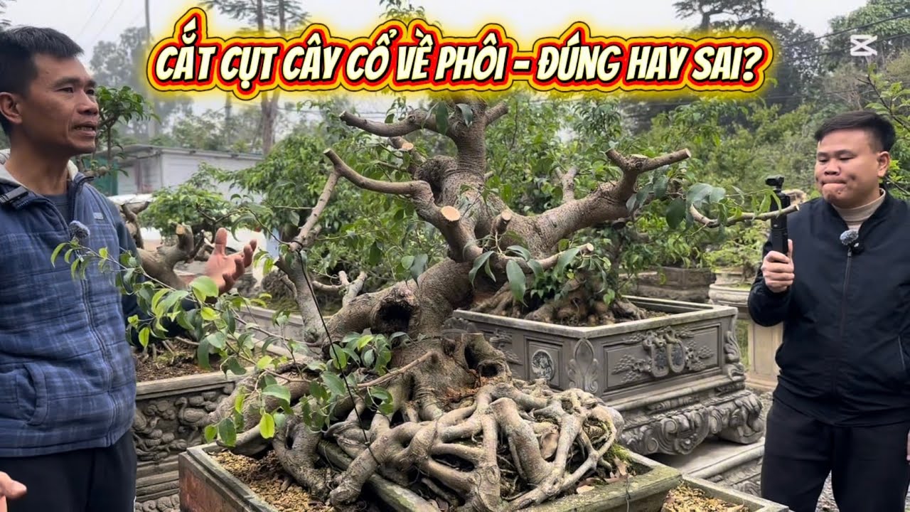 Cắt Cụt Cây Cổ Về Phôi – Đúng Hay Sai?#bonsai #bonsaitree #caycanh #caycanhbonsai 