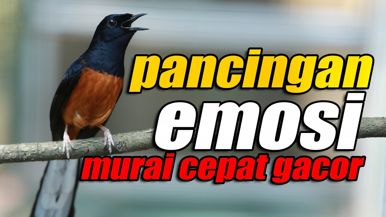 GANAS !! PANCINGAN EMOSI MURAI BATU CEPAT GACOR