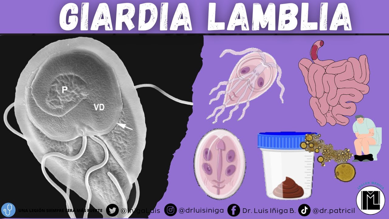 Giardia Lamblia | Morfología, Ciclo de vida, Patogenia, Clínica, Diagnóstico, Profilaxis
