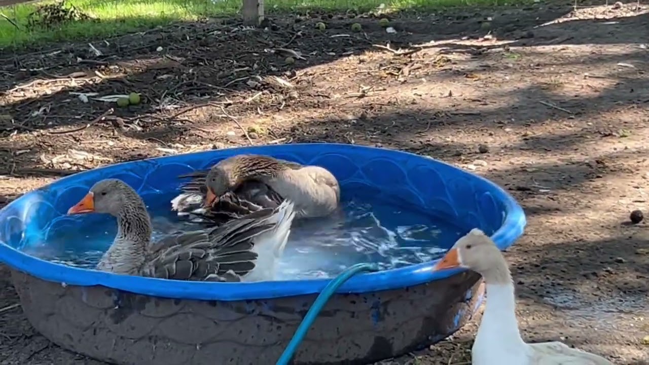 Checking in on the animals 