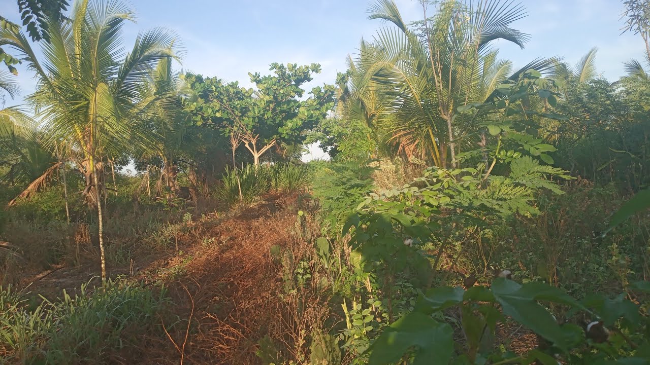 Como está nossa agrofloresta mais antiga, depois das chuvas do 