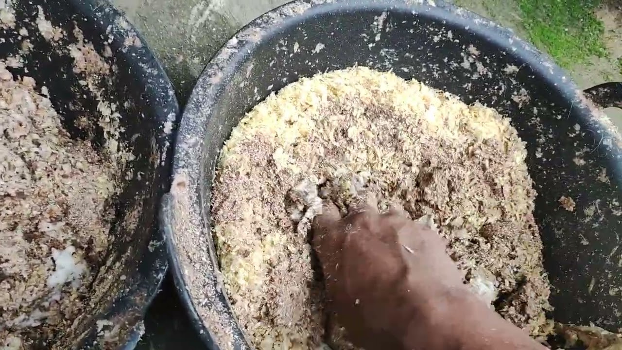 Cuma 600 Rupiah/ Hari, Comboran pembesaran dan Pengemukan Cempe lepas sapih