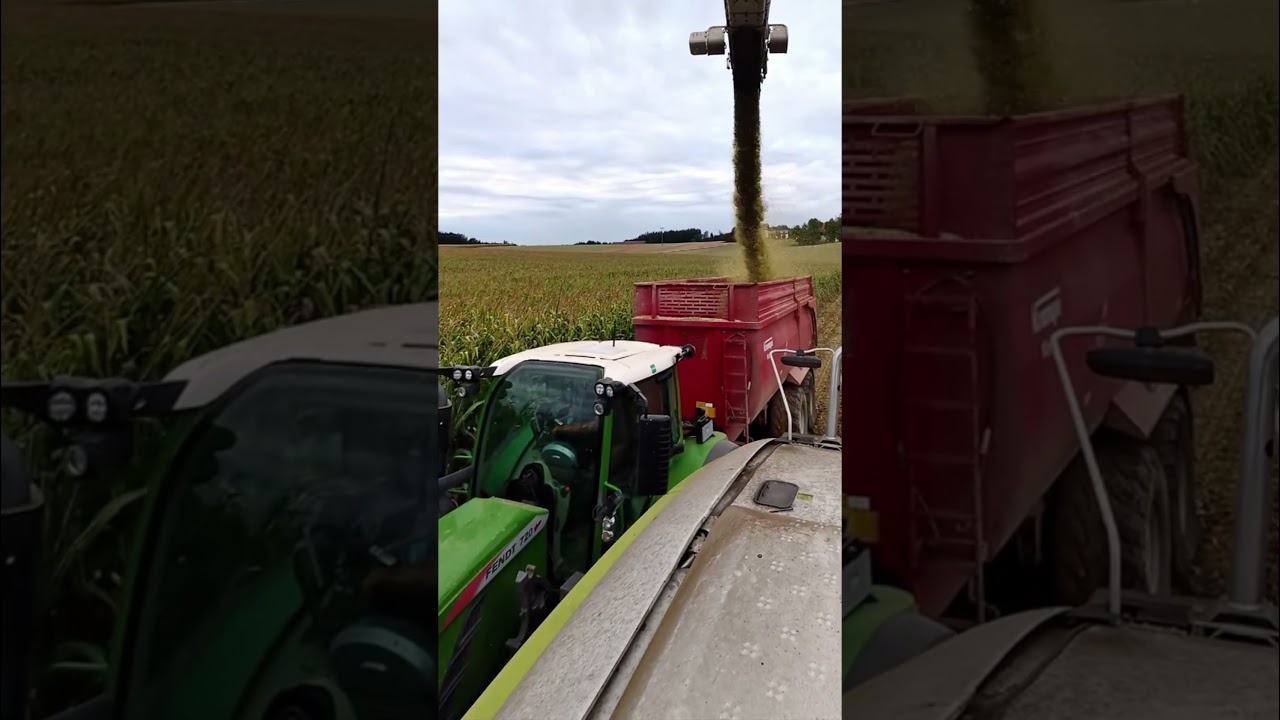 Akcja w kukurydzy: Fendt 720 Vario i przyczepa Krampe Kipper! 🚜🌽 #agricultura #agro #landtechnik
