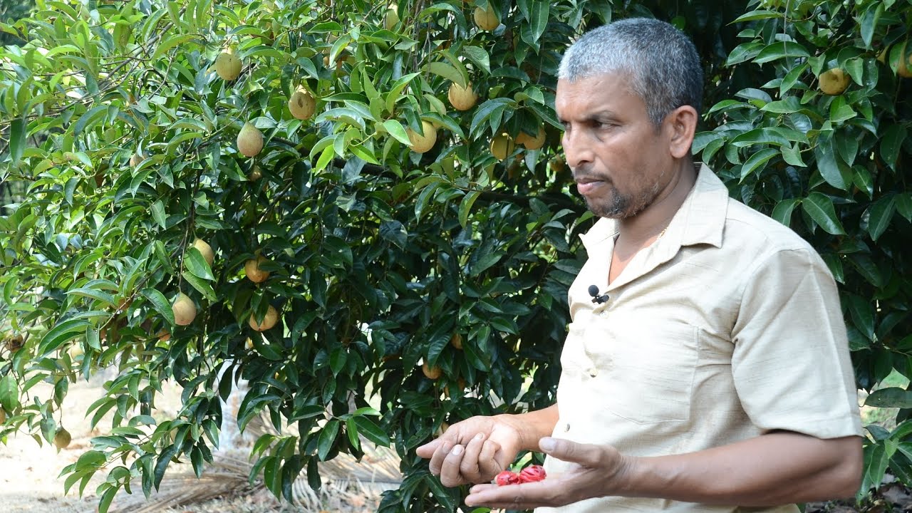 ജാതി കൃഷിയിലൂടെ എങ്ങനെ ലക്ഷങ്ങൾ സമ്പാദിക്കാം.