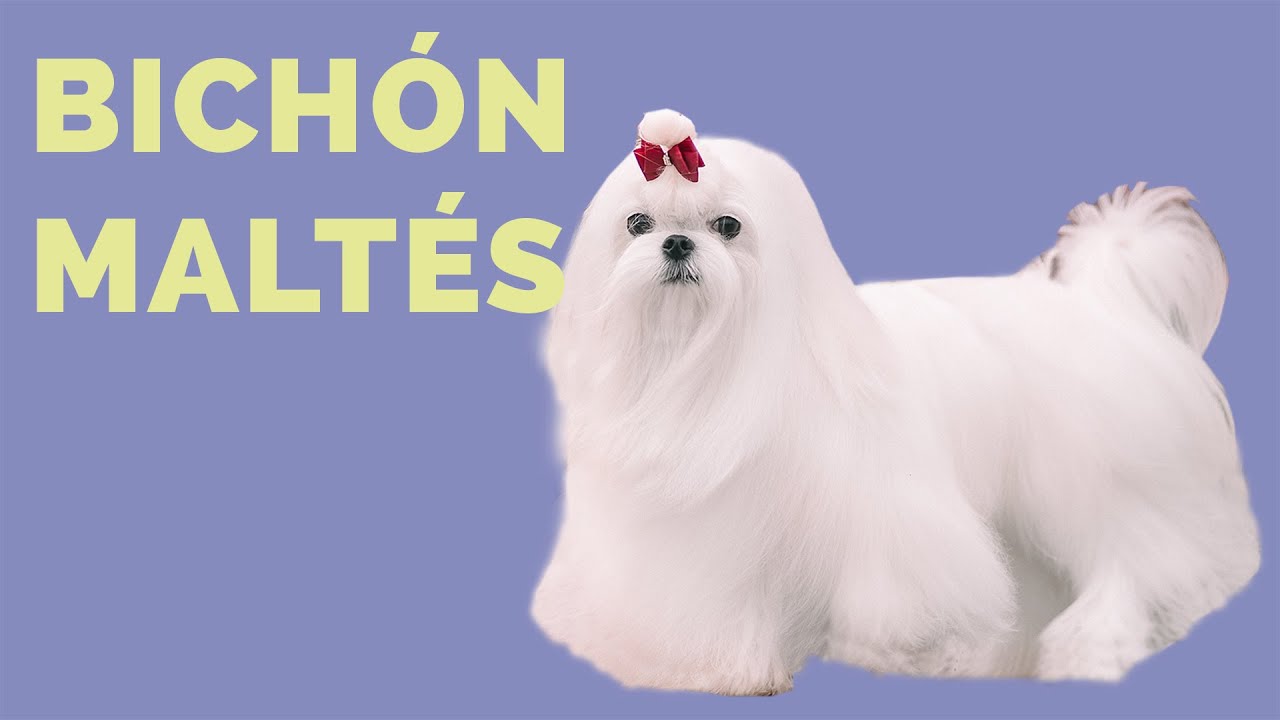 Perros BICHÓN MALTÉS: Características, cuidados e historia