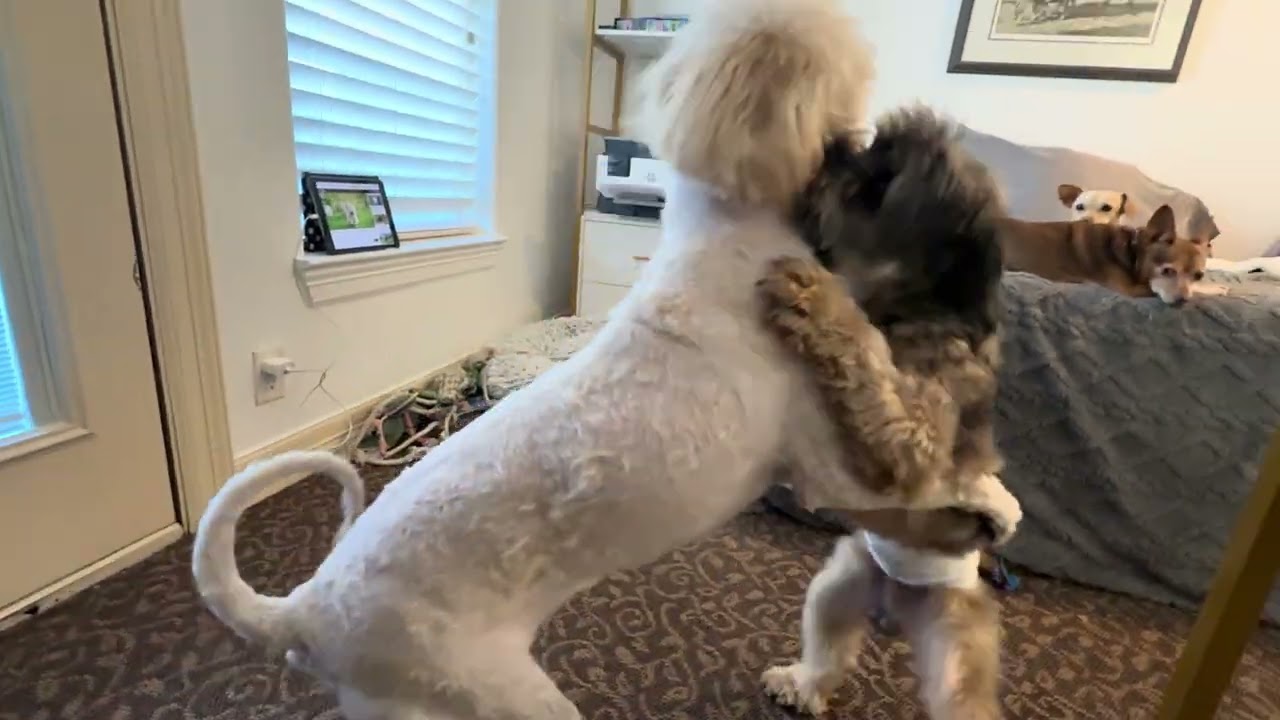 Fosters are loving play time. 