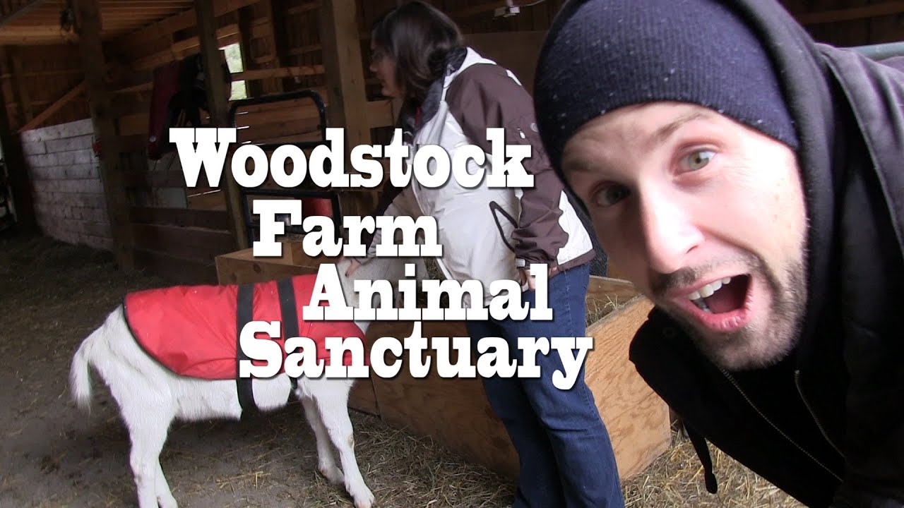 Woodstock Farm Animal Sanctuary - VEGANTRAVEL#3