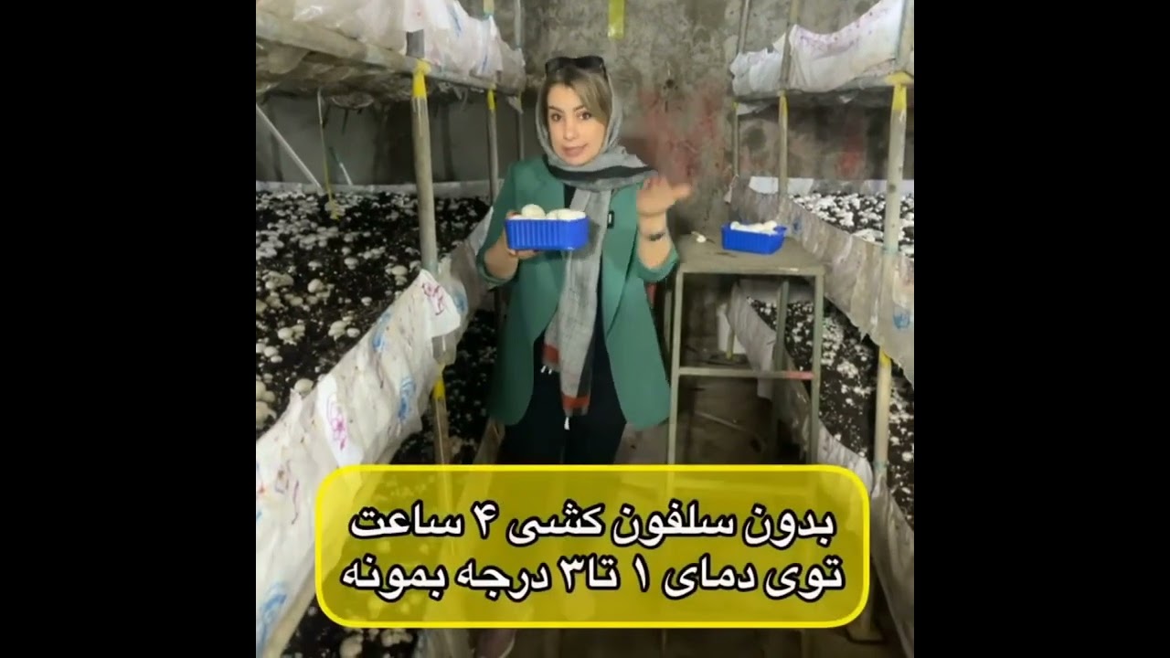 شوک دمایی بعد از برداشت