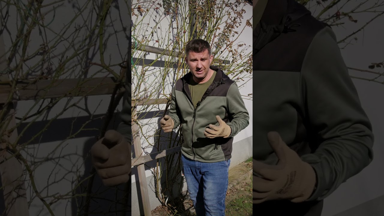 Cięcie r&oacute;ż pnących krok po kroku: Sekrety obfitego kwitnienia #garden #r&oacute;ża #wiosna