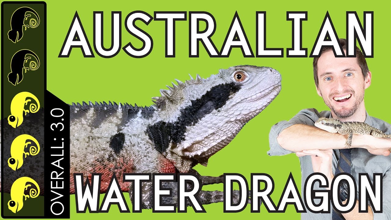 Australian Water Dragon, The Best Pet Lizard?