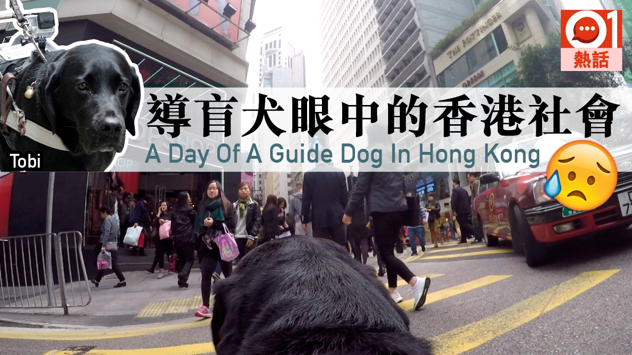 【街頭實測】香港人接納導盲犬嗎？ 【A Day With The Guide Dog】Are Hong Kong people acceptive of guide dogs?
