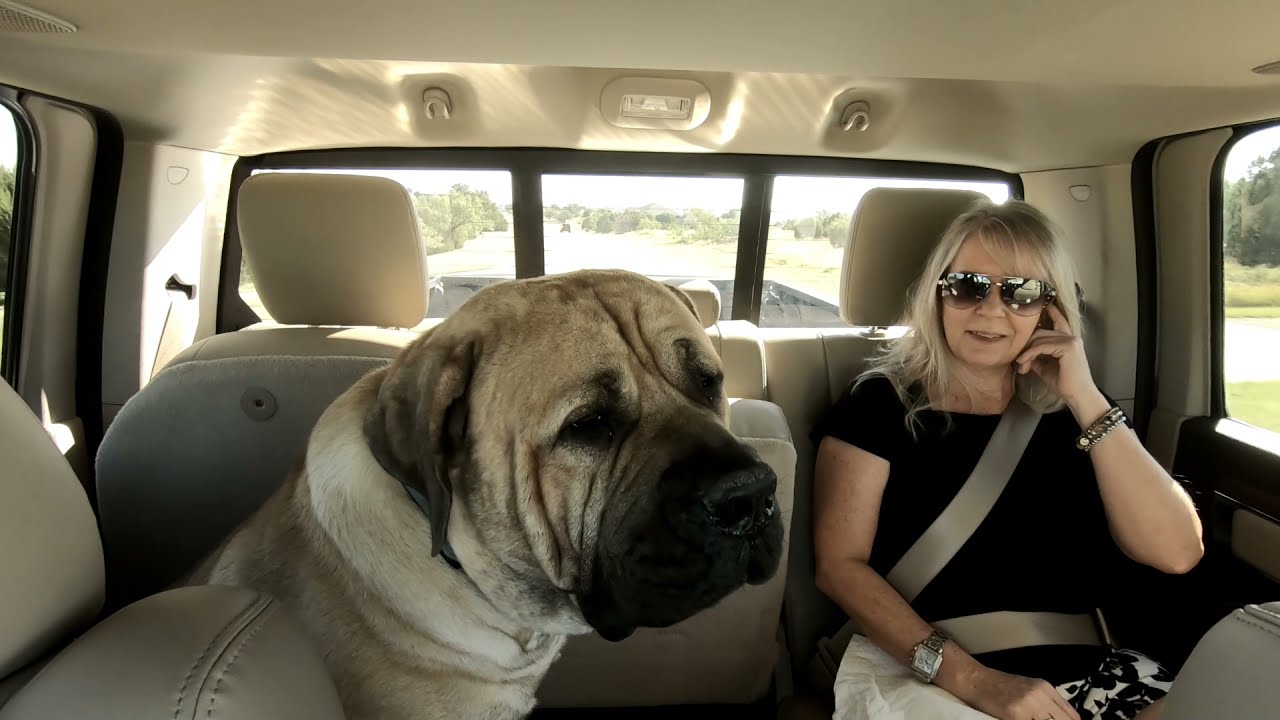 Mastiff, living with a South African Mastiff