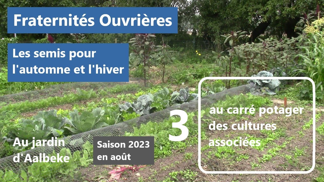 Fraternités Ouvrières  - Carr potag cult assoc saison 2023 épisode 3 - Les semis pour l'automne.