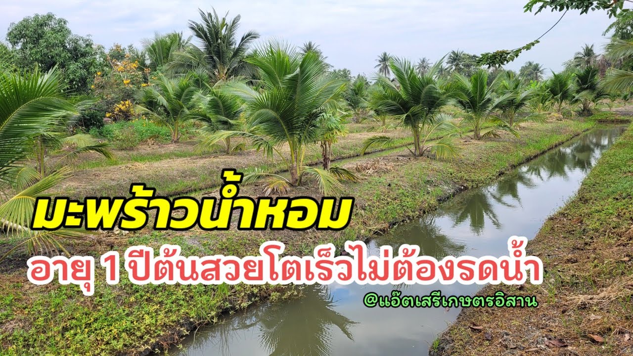 เกษตรพอเพียง ปลูกมะพร้าวน้ำหอมอายุ1ปีต้นสวยโตเร็วไม่ต้องรดน้ำ