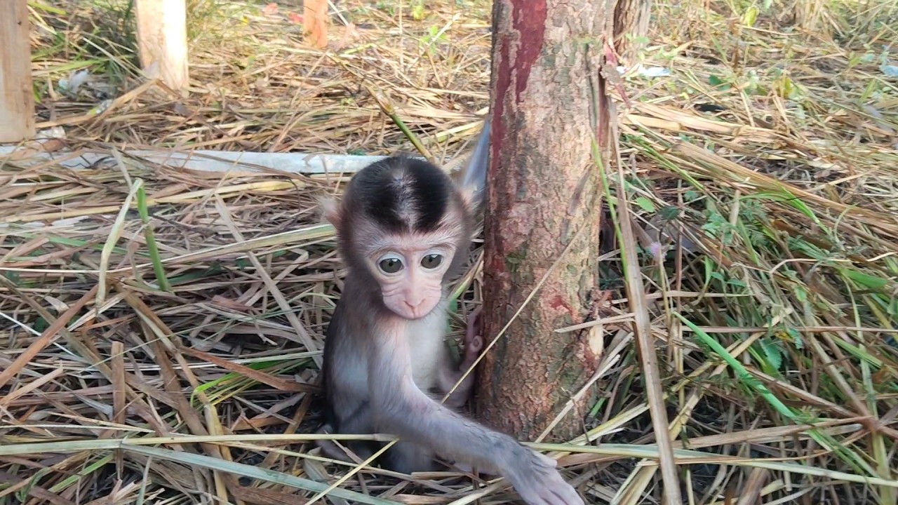 How pitiful it is for baby Beni to be constantly disturbed by Boni