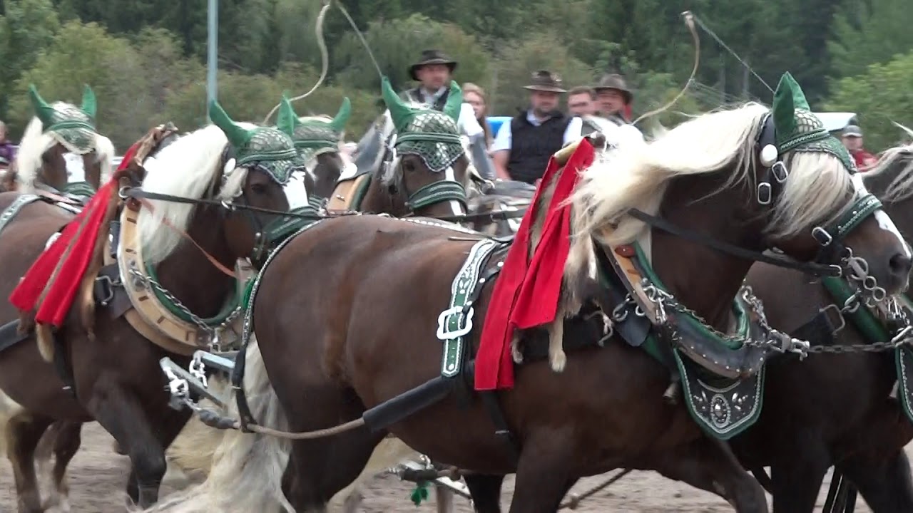 Rossfest 2019 Sankt M&auml;rgen - 10er Zug mit Roland B&auml;uerle und Hofgut Amselhalde