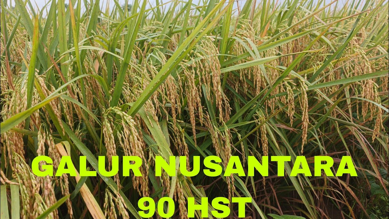 UPDATE GALUR NUSANTARA SEBELUM PANEN