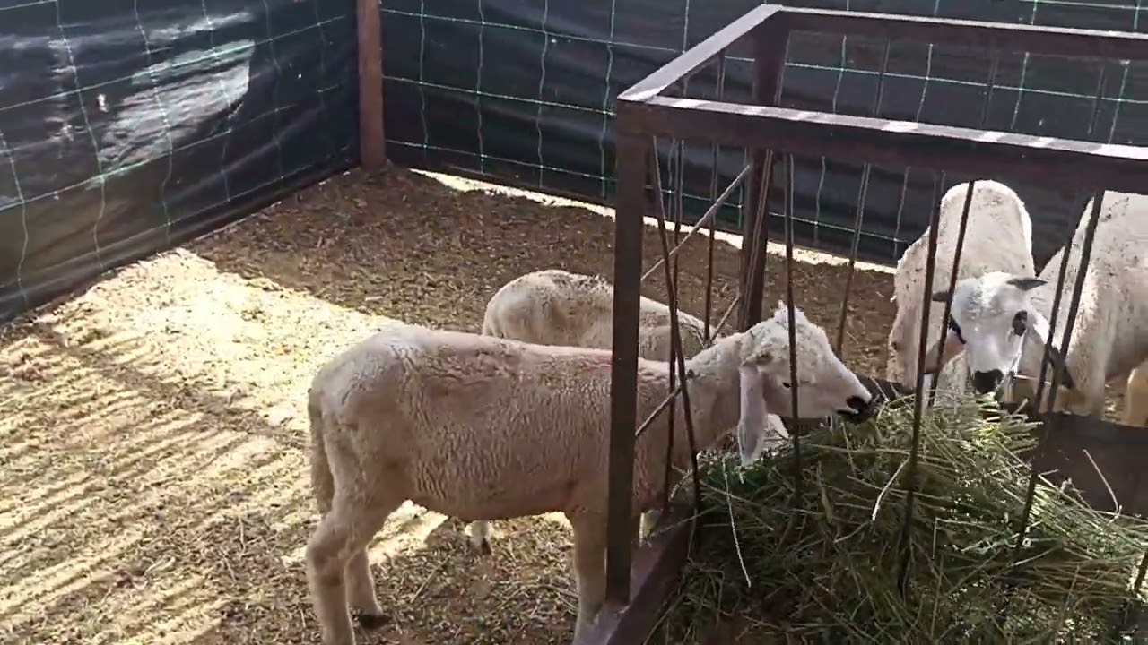 تمن الخروف الصغير حاليا و ها بشحال يقدر يوصل لعيد الاضحى 2024 🔥