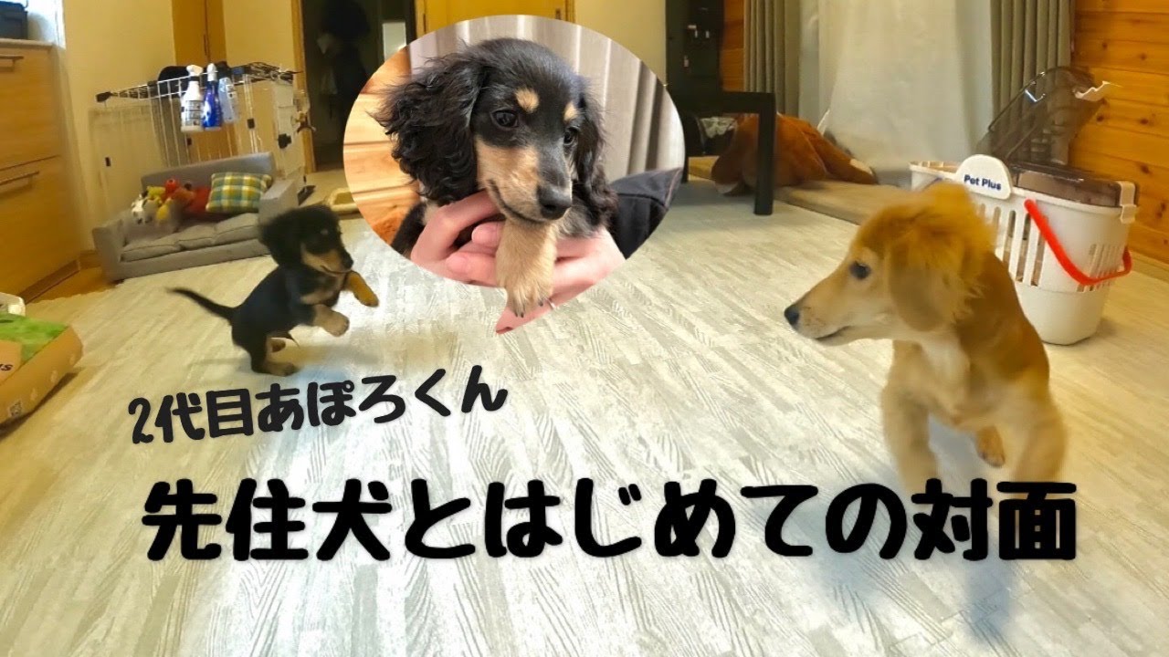 子犬と初対面する先住犬の反応がストーカーすぎた🐾