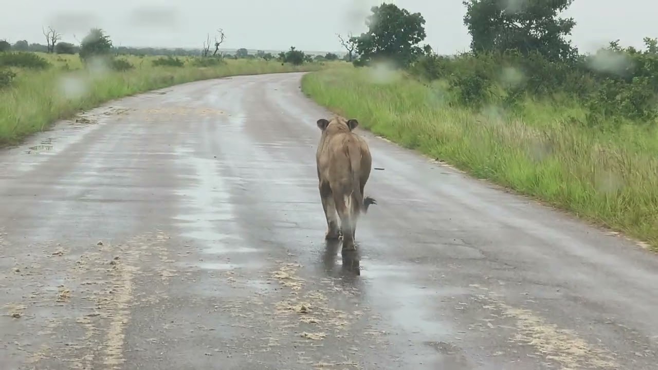 She walks the road after the rain — listening for her pride, avoiding the wet grass. 