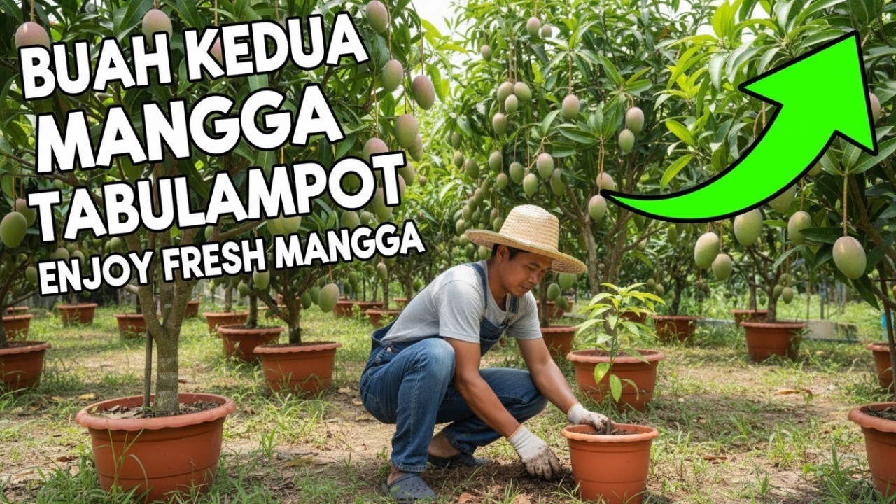 Update: Buah Kedua Mangga Tabulampot