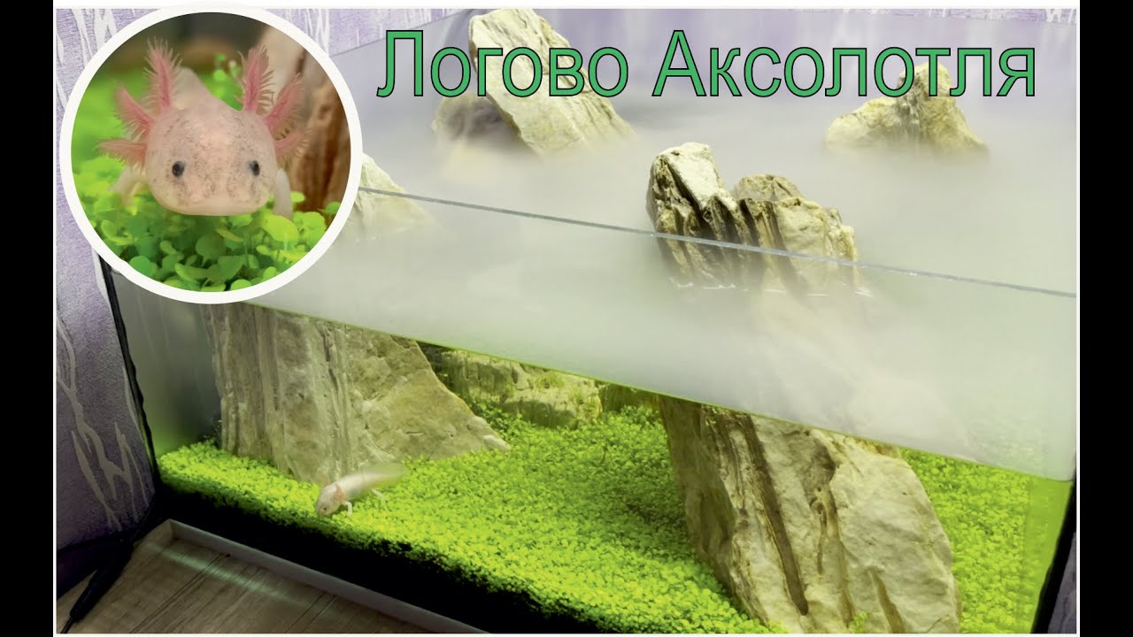 Аквариум, Логово Аксолотля! Акваскейп. Axolotl  #Аквариум #Аксолотль