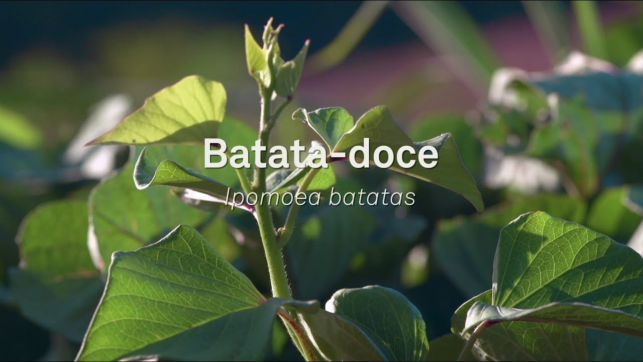 Um Pé de Quê? Batata-doce - Ipomoea batatas