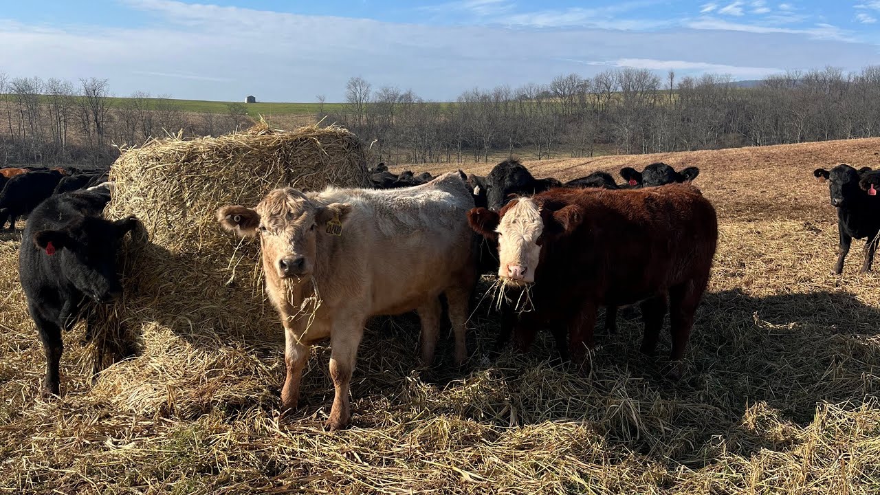 What do grass-fed cattle eat over the winter? (Bale Grazing)