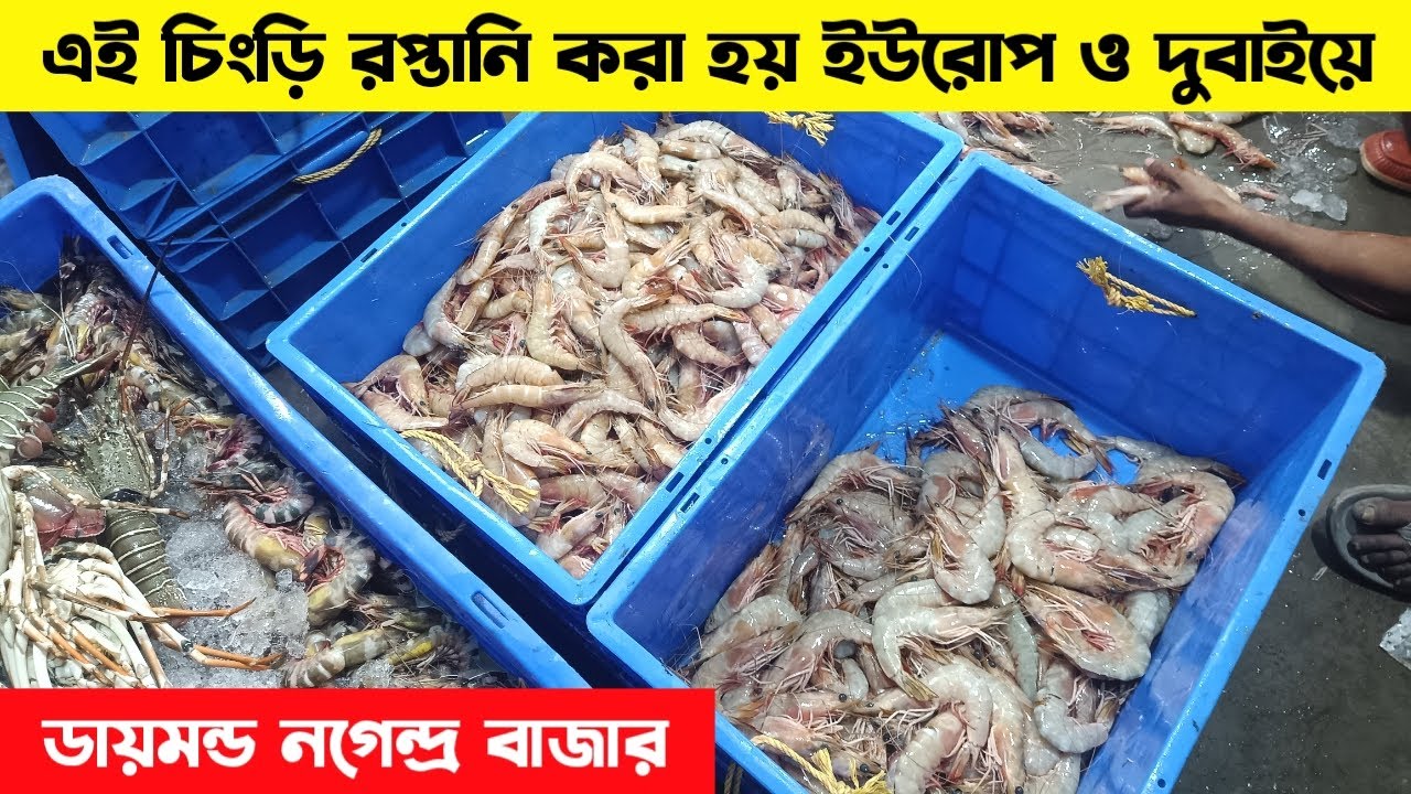 প্রচুর পরিমাণে চিংড়ি পমফ্রেটের আমদানি ডায়মন্ডে | Diamond harbour fish market