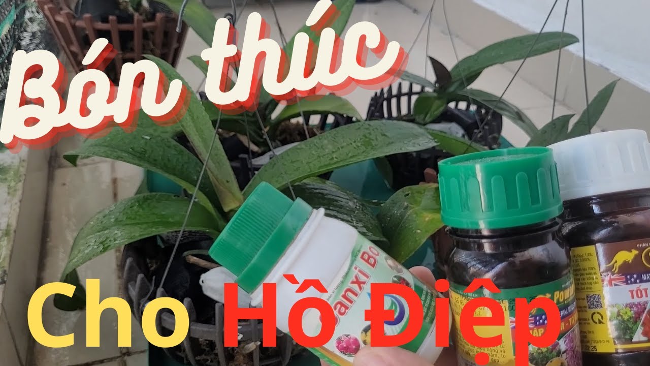 Bón thúc cho hồ điệp chuẩn bị mùa hoa