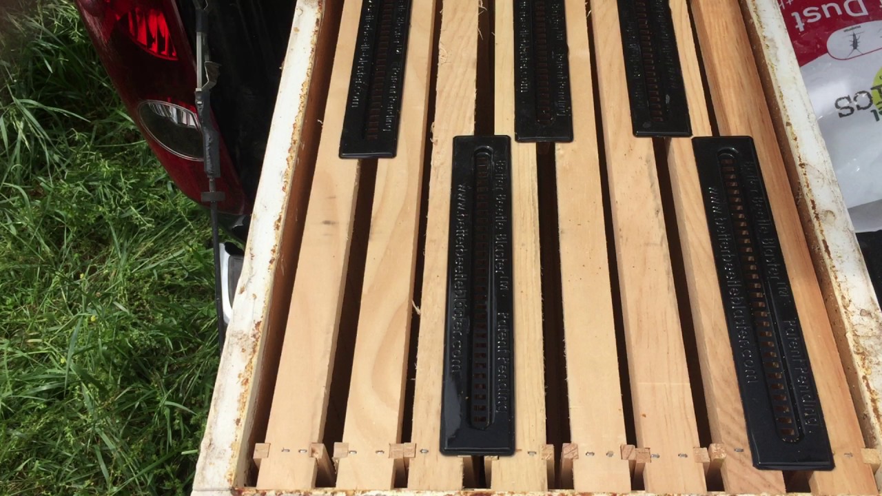 How to use Beetle Blasters for beekeepers