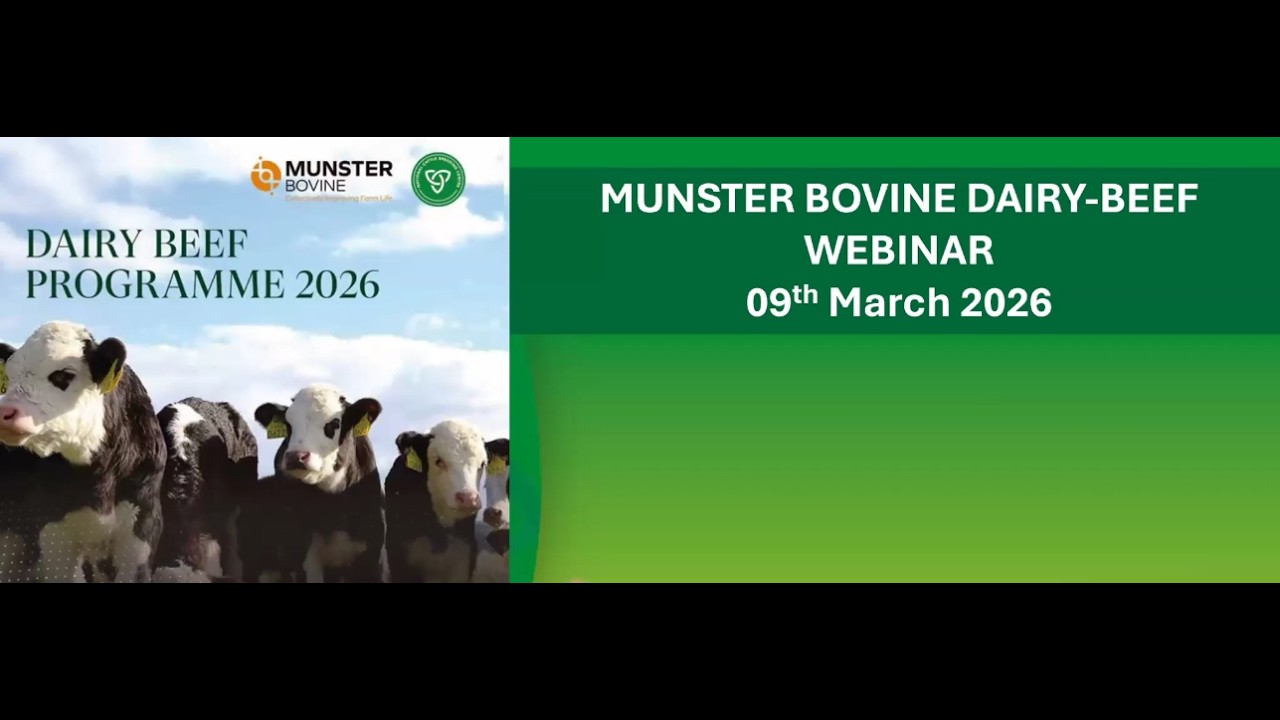 Maximise Calf Value with NCBC Dairy-Beef Teams