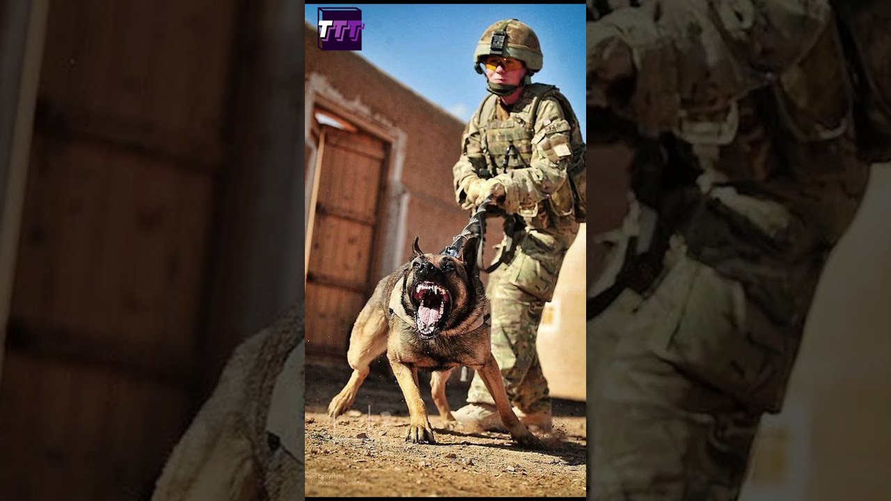 Top 5 popular breeds of military dogs