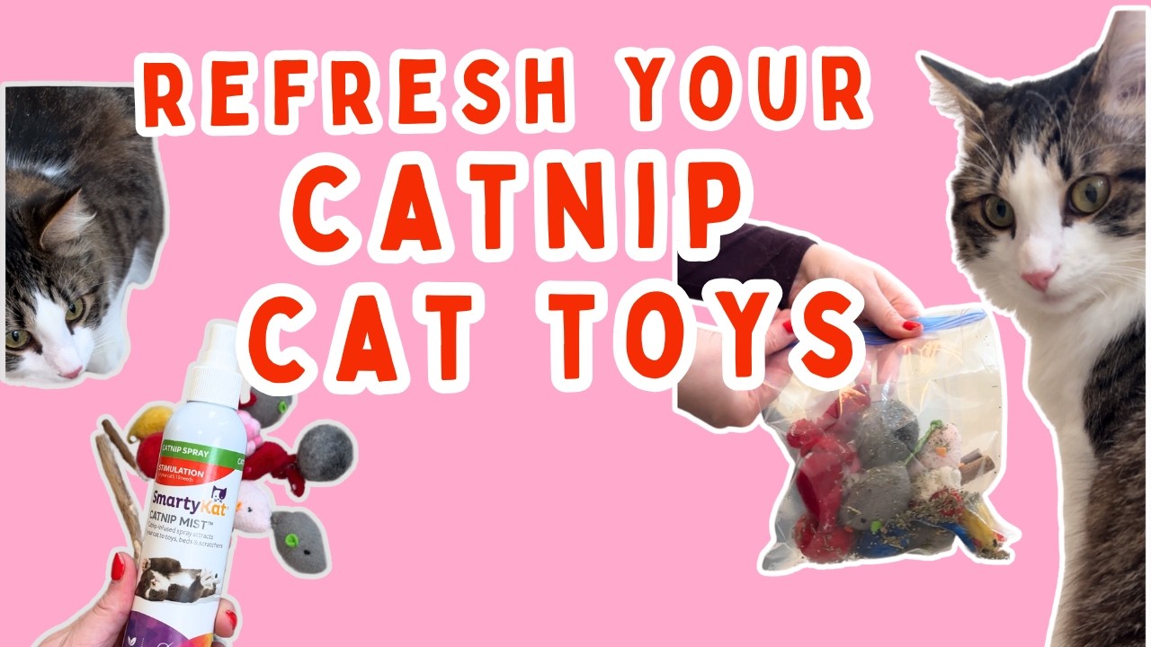 Make boring catnip cat toys EXCITING again with this hack!