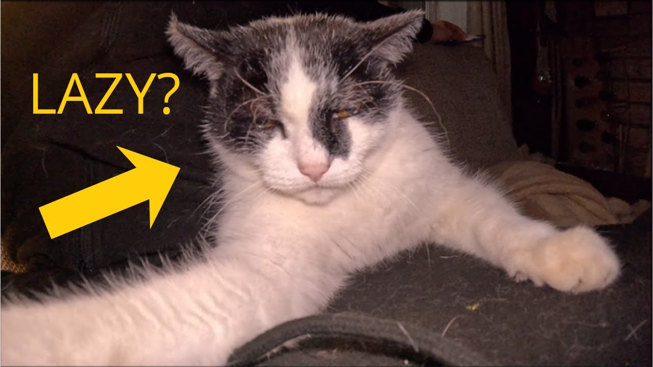 World's Oldest Cat (Maybe?)