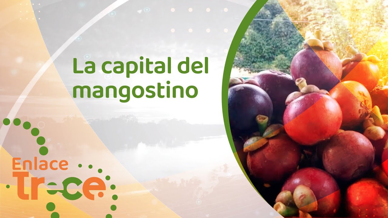 San Sebastián de Mariquita, capital nacional del mangostino | Noticias Enlace Trece