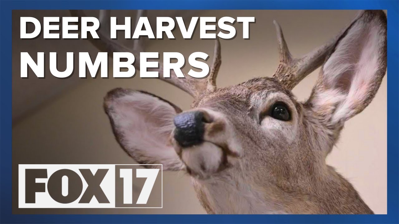 Opening weekend of firearm deer season is over. How did Michigan hunters do?