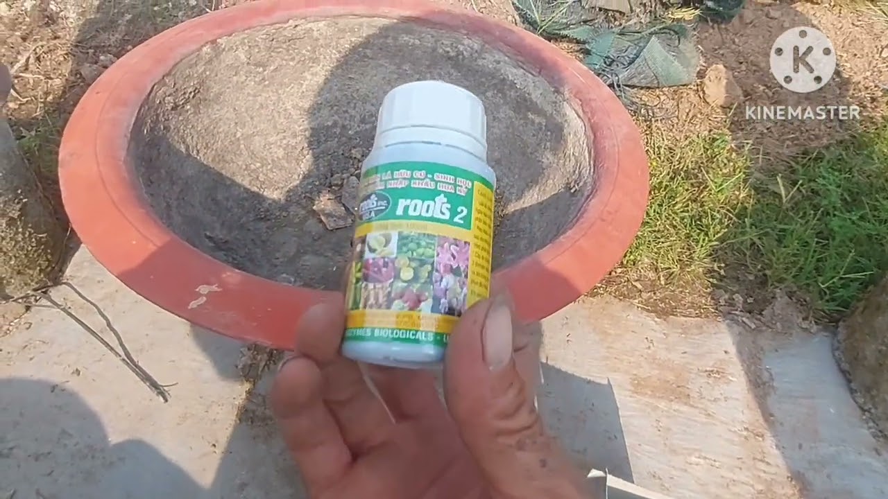 cách xã tàn trồng chăm sóc lại quất trên chum ,lu dù sau tết sđt 0988063918