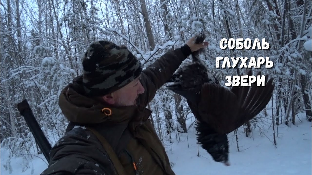 Добыл глухаря, да и путик не пустой.
