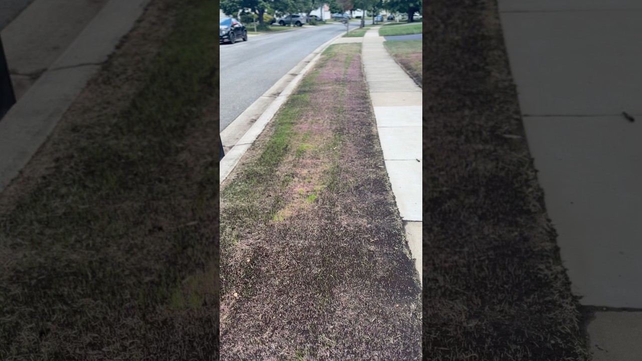 Lawn renovation going really good. Even getting purple grass! 