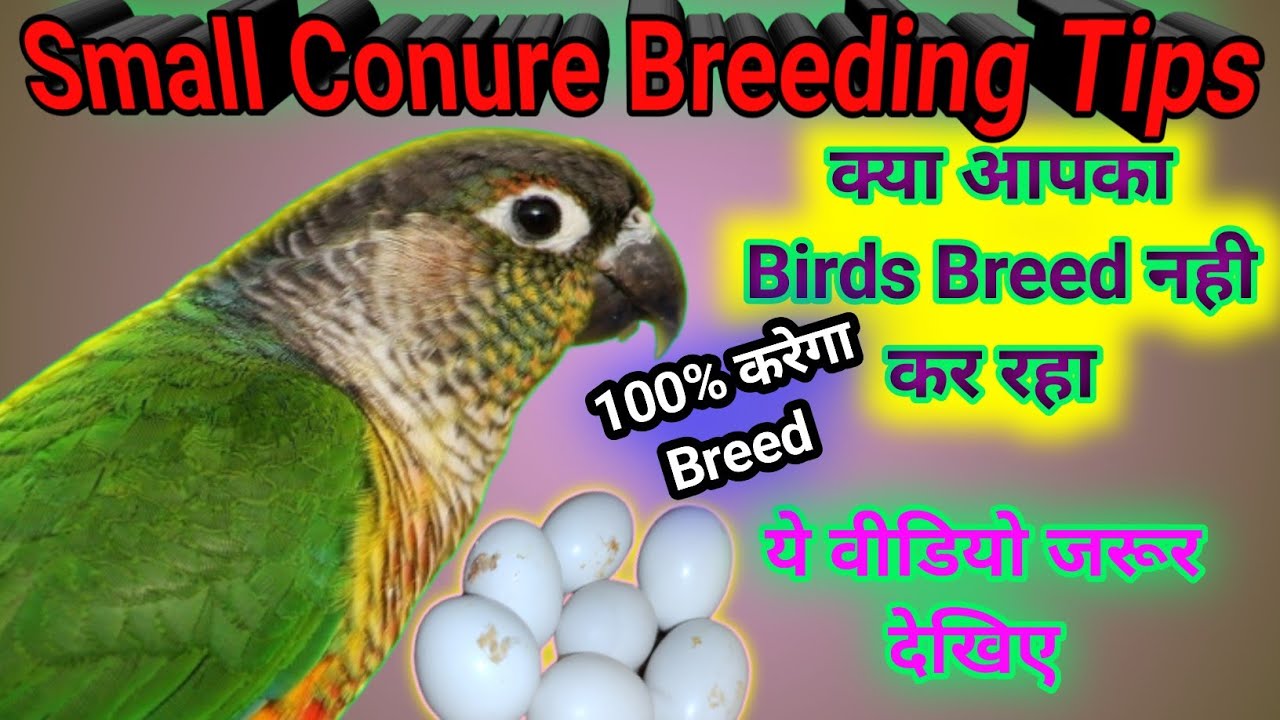Green Cheek Conure Breeding tips | Yellow sided Conure Breeding tips | Pineapple conure breeding tip