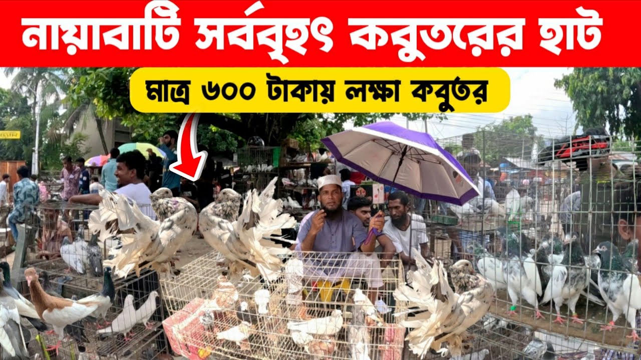 ৬০০ টাকায় লক্ষা কবুতর | নয়াবাটি কবুতরের হাট | kobutor hat 2025 | pigeon price in bangladesh