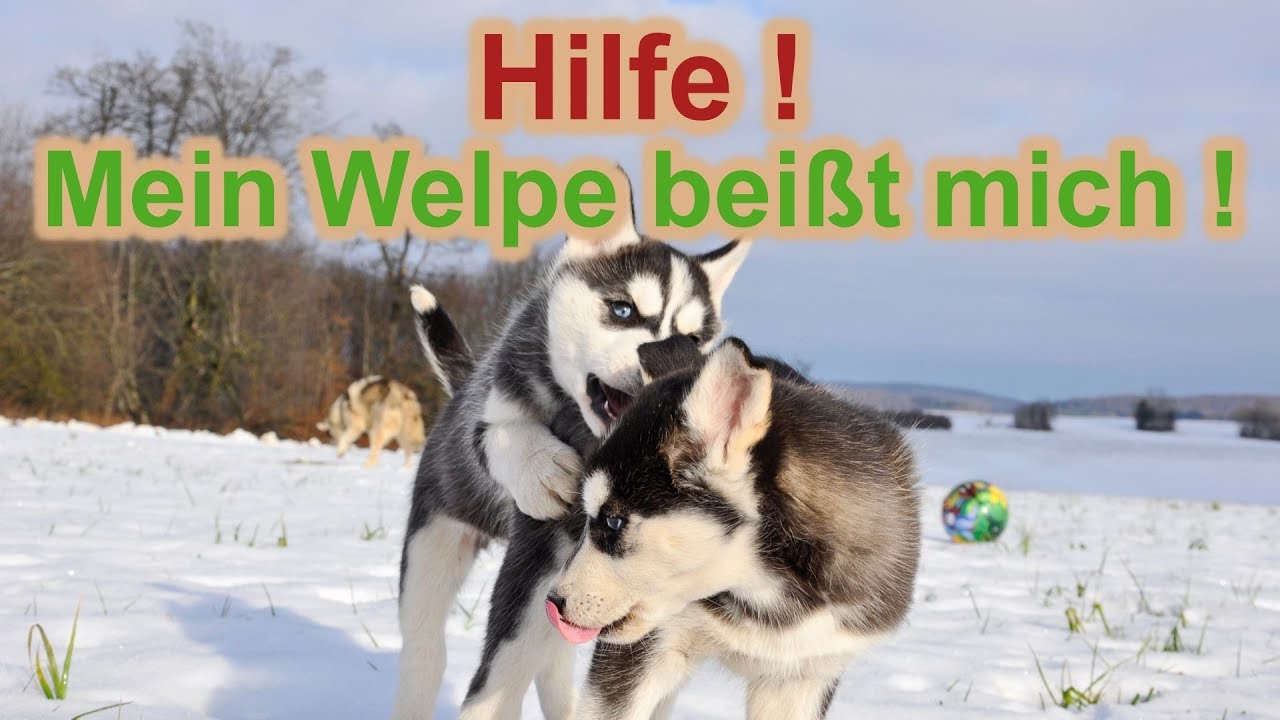 Mein Welpe / Junghund beißt mich? Ist das normal? Und was kann ich dagegen tun? / Nature Trails