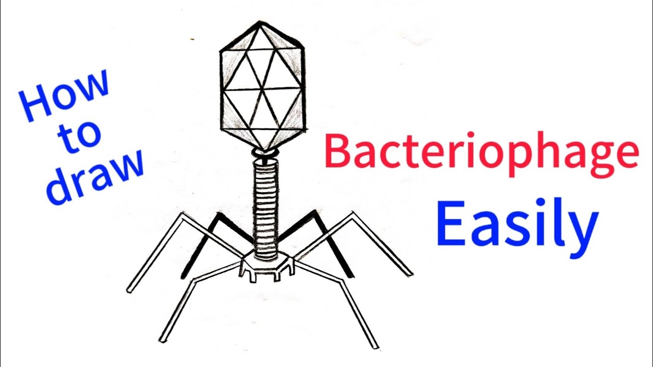 How to draw Bacteriophage || Labelled diagams of bacteriophage easy || Biology ‎@Artsseekhlo